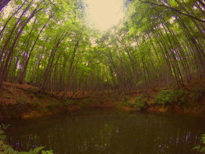 新潟県の美人林には愛が存在している。日本一周＃39
